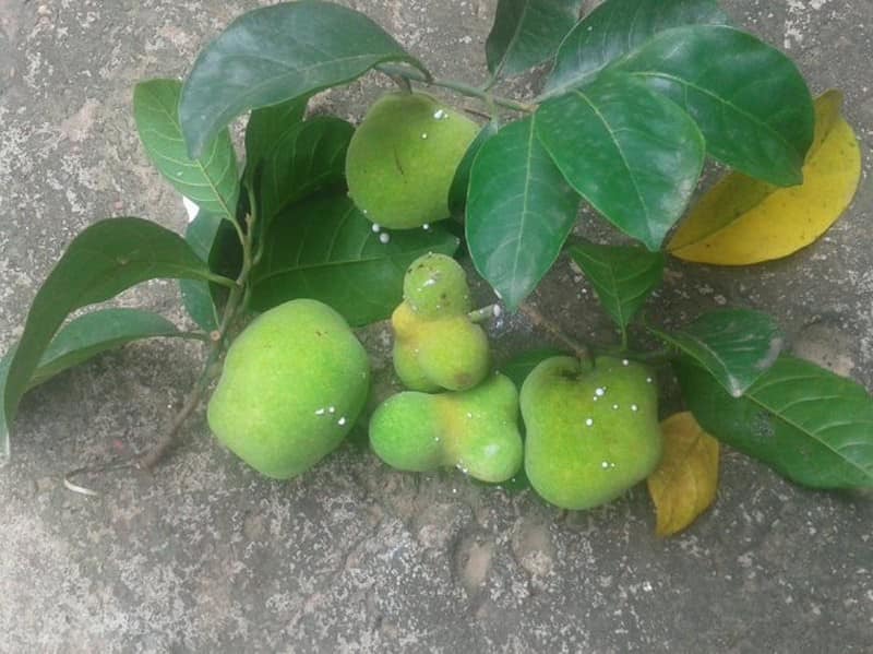 Thứ quà quê có vị chua chua, ruột hồng bắt mắt được nhiều người săn lùng- Ảnh 1.