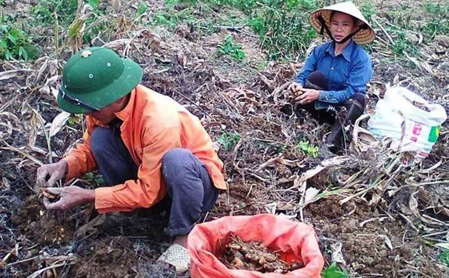 Cây "đẻ vàng" trên núi- Ảnh 2.