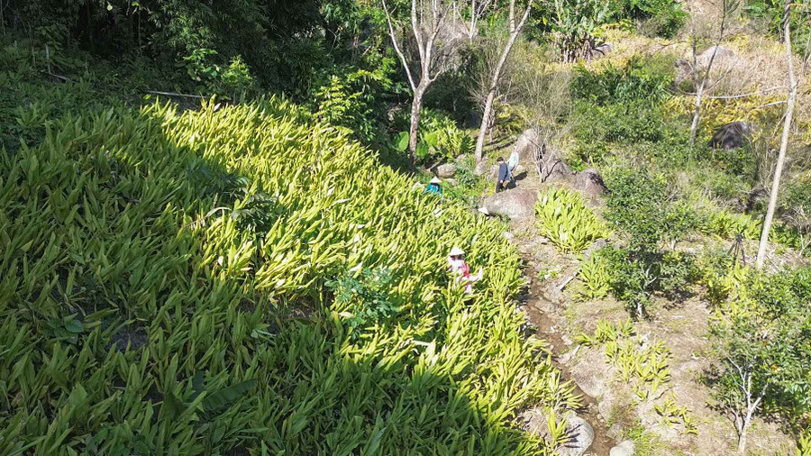 Cây "đẻ vàng" trên núi- Ảnh 3.