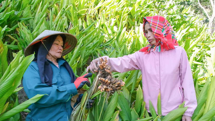 Cây "đẻ vàng" trên núi- Ảnh 1.