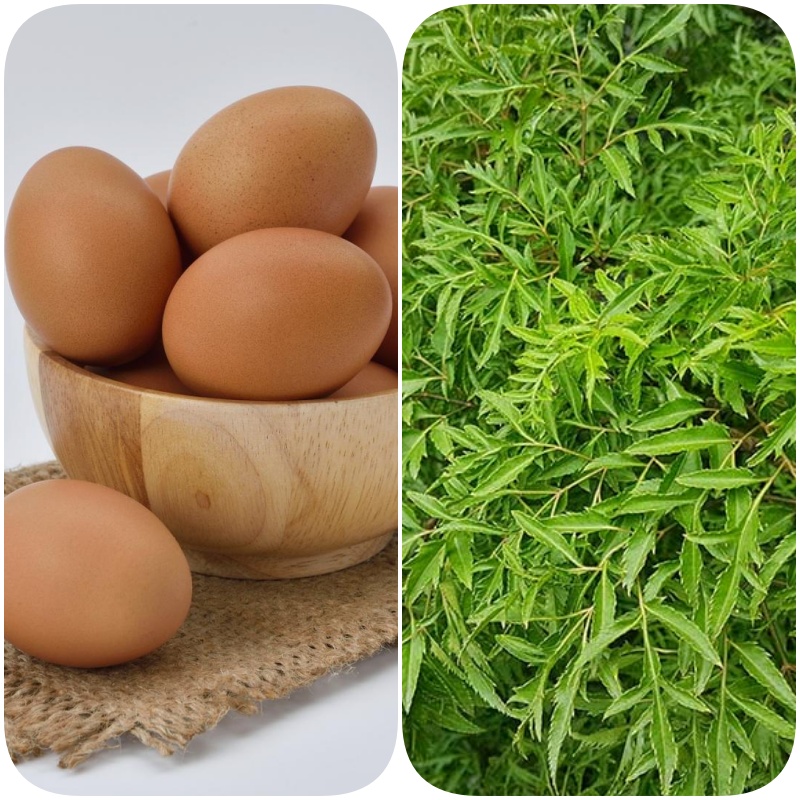 Đừng chỉ rán trứng với hành: Rán cùng loại rau “bổ như sâm” này, lợi ích tăng gấp bội- Ảnh 1.