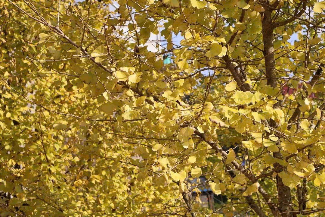 Loài cây ở Sa Pa xanh tươi quanh năm bỗng chuyển sắc vàng rực rỡ- Ảnh 5.