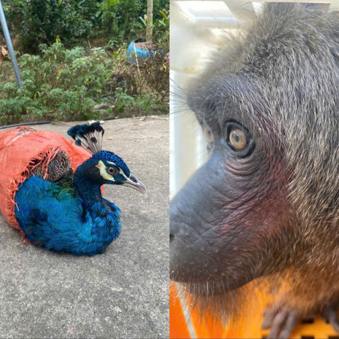 Động vật quý hiếm bất ngờ xuất hiện ở điểm du lịch, người dân vội báo công an- Ảnh 2.