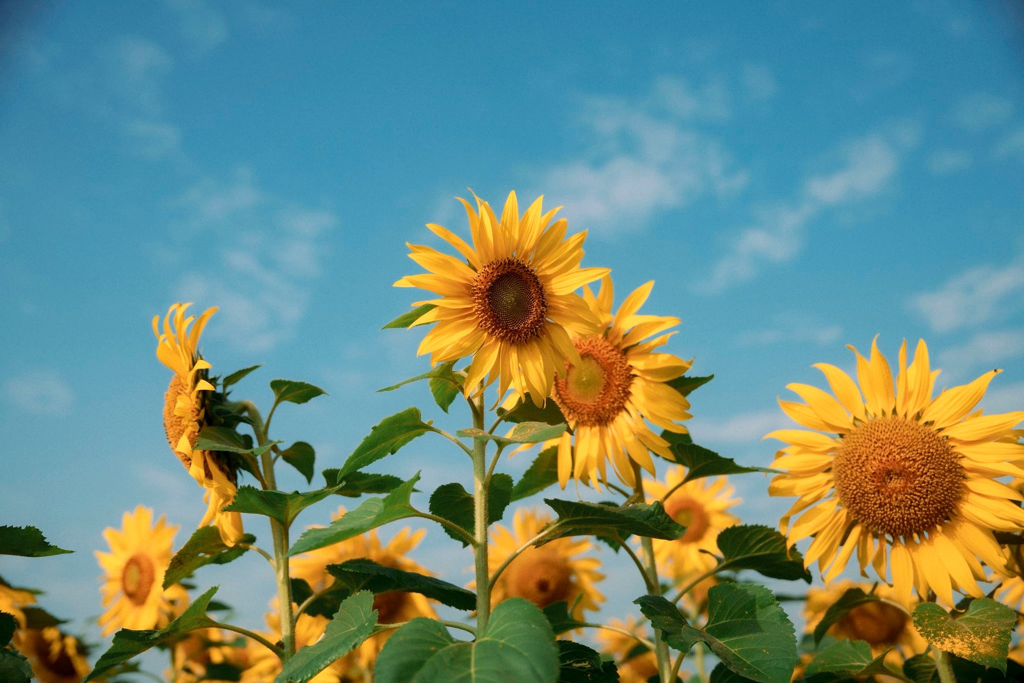 Nơi được quan tâm nhất lúc này ở Nghệ An: Cảnh như nước ngoài, mở cửa miễn phí nhưng có lưu ý đặc biệt- Ảnh 10. Nơi được quan tâm nhất lúc này ở Nghệ An: Cảnh như nước ngoài, mở cửa miễn phí nhưng có lưu ý đặc biệt- Ảnh 10.