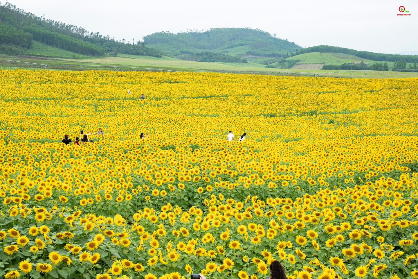 Nơi được quan tâm nhất lúc này ở Nghệ An: Cảnh như nước ngoài, mở cửa miễn phí nhưng có lưu ý đặc biệt- Ảnh 1. Nơi được quan tâm nhất lúc này ở Nghệ An: Cảnh như nước ngoài, mở cửa miễn phí nhưng có lưu ý đặc biệt- Ảnh 1.