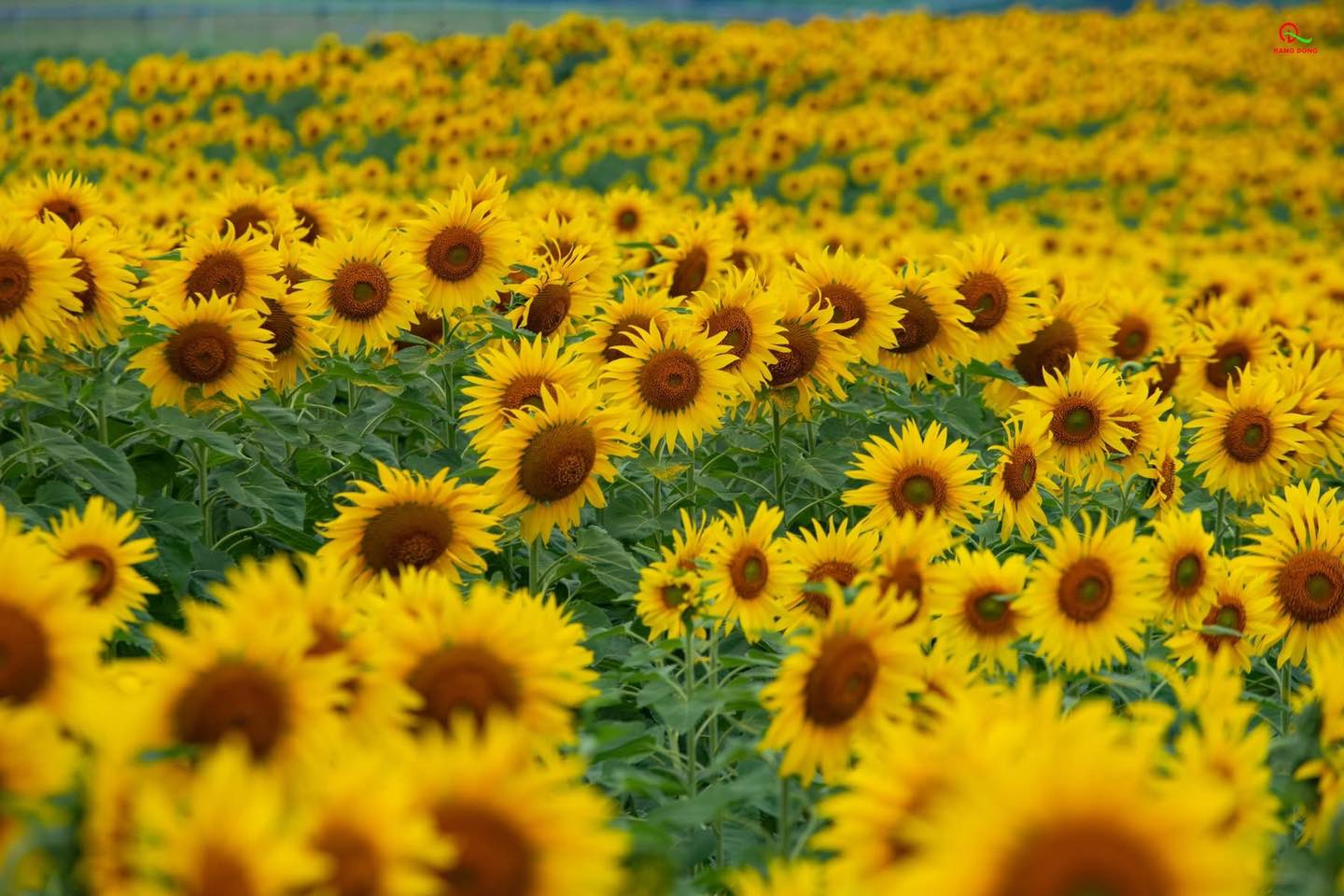 Nơi được quan tâm nhất lúc này ở Nghệ An: Cảnh như nước ngoài, mở cửa miễn phí nhưng có lưu ý đặc biệt- Ảnh 2. Nơi được quan tâm nhất lúc này ở Nghệ An: Cảnh như nước ngoài, mở cửa miễn phí nhưng có lưu ý đặc biệt- Ảnh 2.