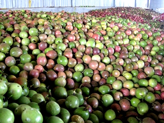 Trung Quốc ồ ạt thu mua một 'sản vật' triệu USD của Việt Nam, nước ta l&agrave; nh&agrave; xuất khẩu lọt top 10 thế giới- Ảnh 1.