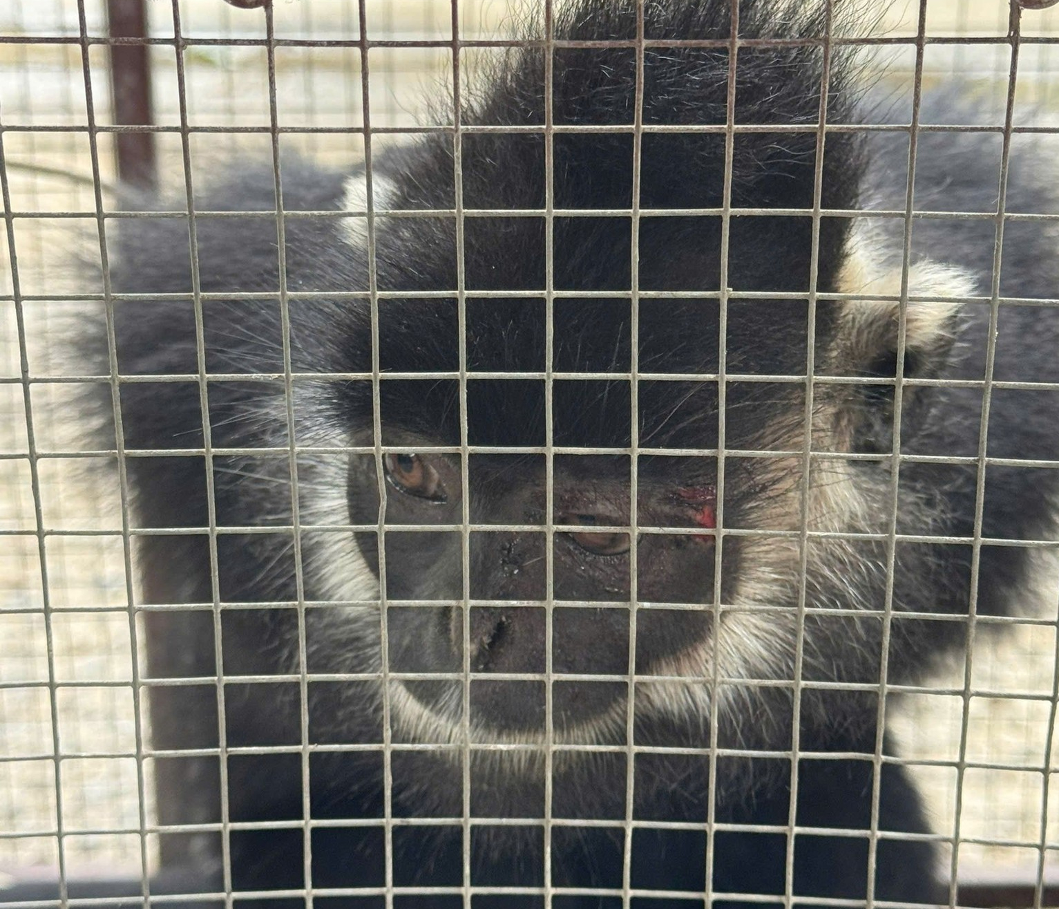 Đ&atilde; bắt được con vật li&ecirc;n tiếp tấn c&ocirc;ng người d&acirc;n ở Quảng Trị- Ảnh 1.