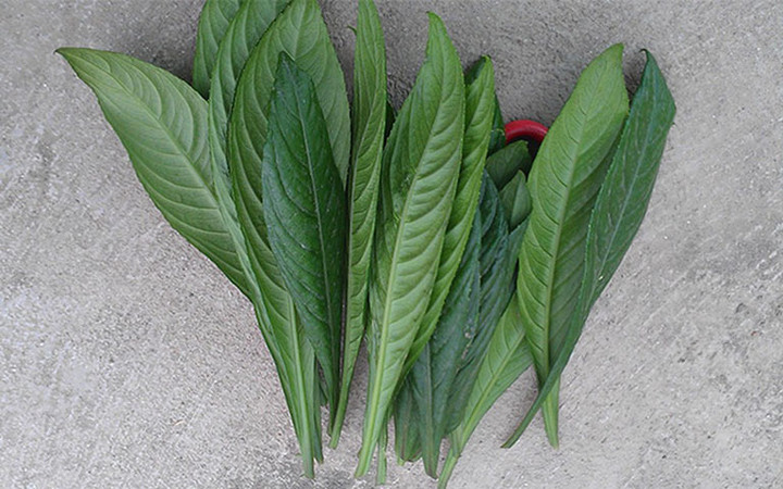 Uống nước l&aacute; n&agrave;y h&agrave;ng ng&agrave;y vừa rẻ lại đỡ đau xương khớp- Ảnh 1.