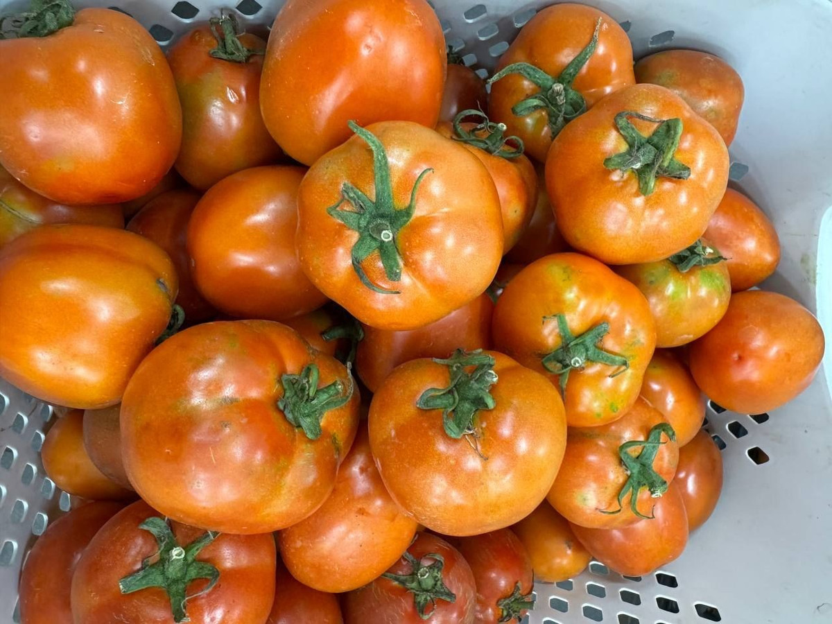 Thứ quả từng "rẻ như cho" nay khiến người mua cho&aacute;ng v&aacute;ng v&igrave; gi&aacute; đắt đỏ- Ảnh 2.