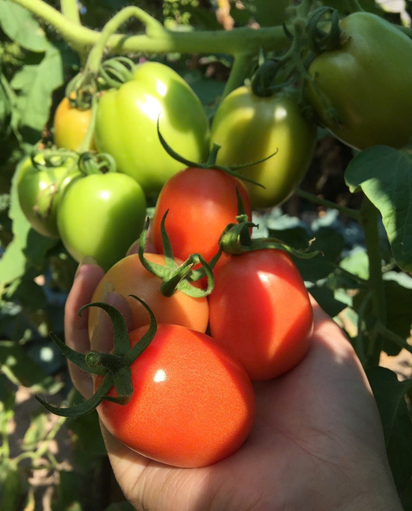 Thứ quả từng "rẻ như cho" nay khiến người mua cho&aacute;ng v&aacute;ng v&igrave; gi&aacute; đắt đỏ- Ảnh 1.