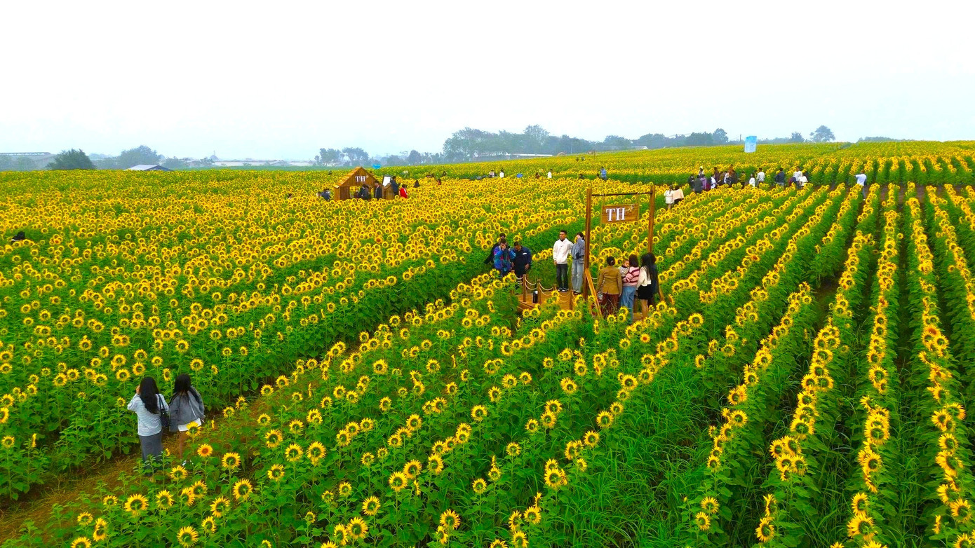 Bạn trẻ check-in &lsquo;biển hoa mặt trời&rsquo; lớn nhất Việt Nam- Ảnh 1.