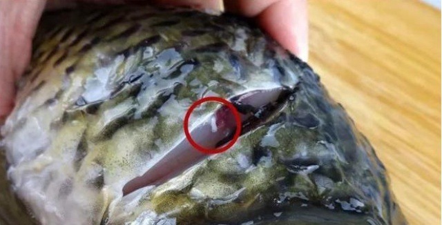 Chỉ cần r&uacute;t sợi d&acirc;y n&agrave;y l&agrave; c&aacute; bớt tanh, nấu kiểu g&igrave; cũng thơm ngon - Rất nhiều người vẫn chưa biết- Ảnh 1.