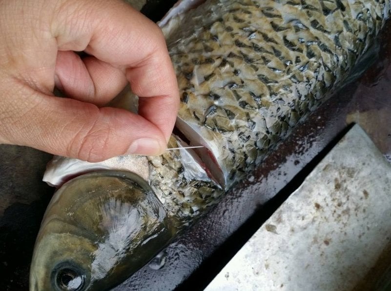 Chỉ cần r&uacute;t sợi d&acirc;y n&agrave;y l&agrave; c&aacute; bớt tanh, nấu kiểu g&igrave; cũng thơm ngon - Rất nhiều người vẫn chưa biết- Ảnh 2.