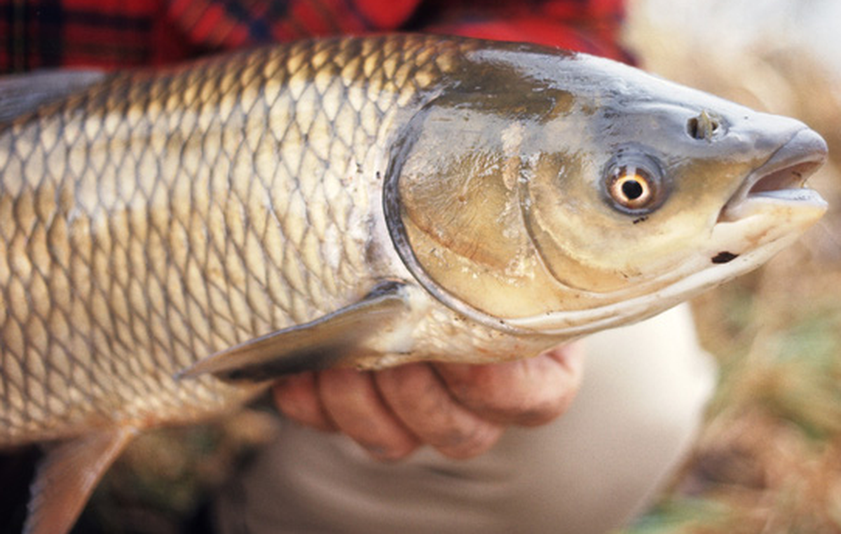 Suy thận cấp, tổn thương gan nghi&ecirc;m trọng sau khi cố ăn b&aacute;t canh c&aacute; c&oacute; vị lạ- Ảnh 1.