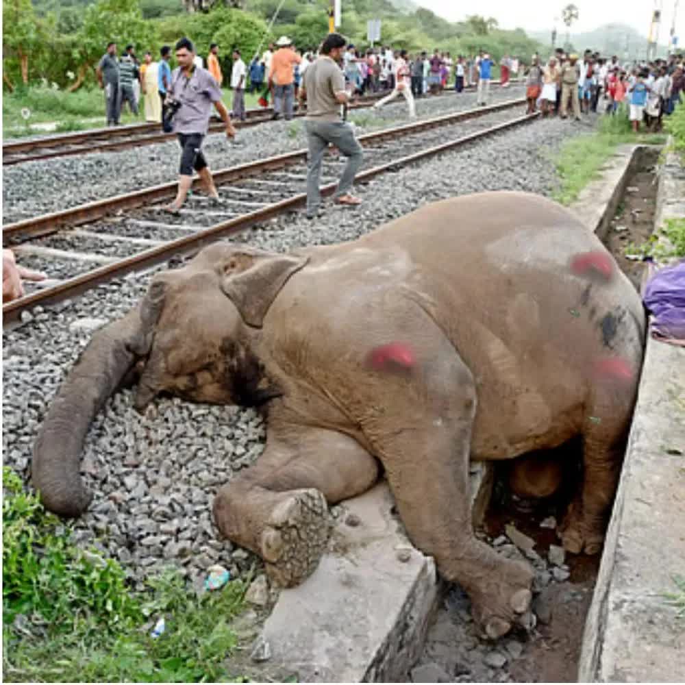Đo&agrave;n t&agrave;u tại Ấn Độ đ&acirc;m v&agrave;o đ&agrave;n voi khiến 7 con chết tại chỗ- Ảnh 2.