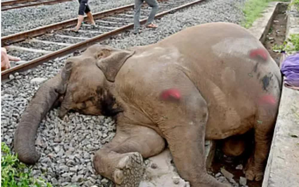 (Ảnh: Animal Saviors)