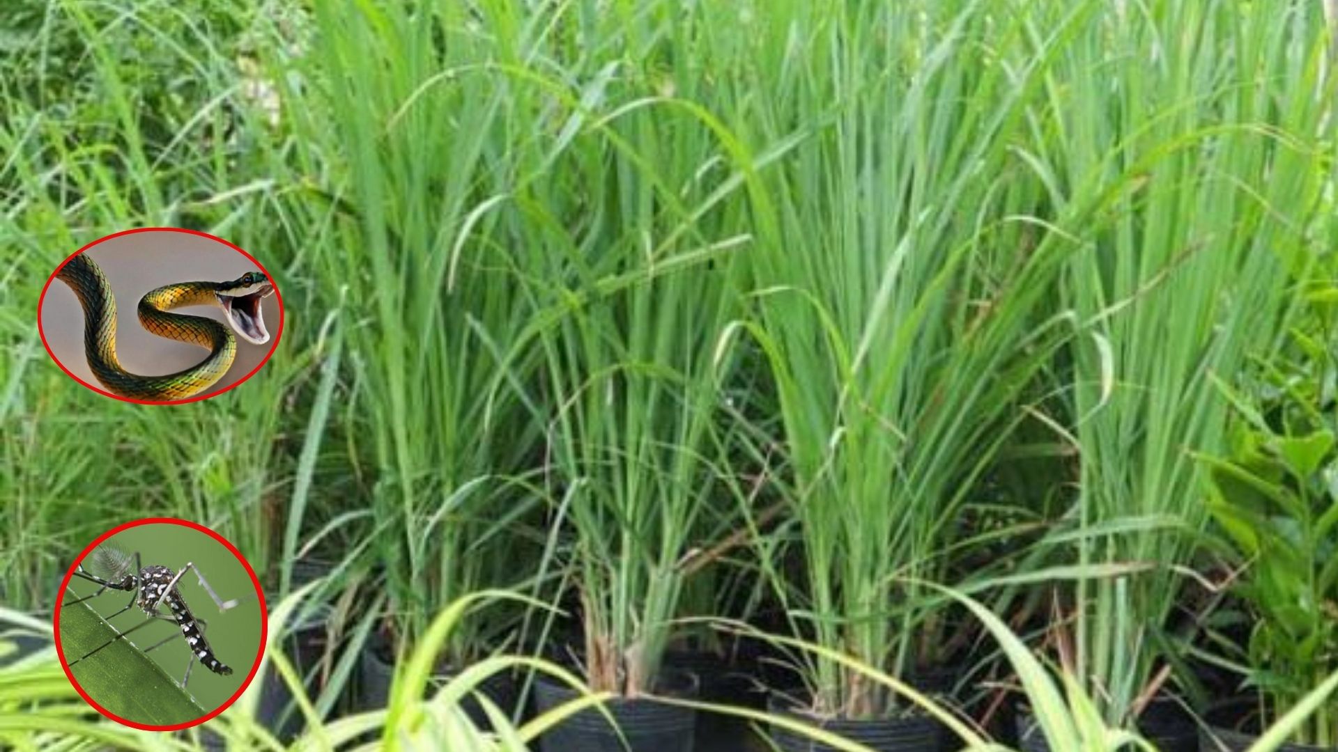 Cả muỗi lẫn rắn đều &ldquo;khiếp sợ&rdquo; loại c&acirc;y n&agrave;y, nh&agrave; trồng c&agrave;ng nhiều c&agrave;ng an t&acirc;m- Ảnh 1.