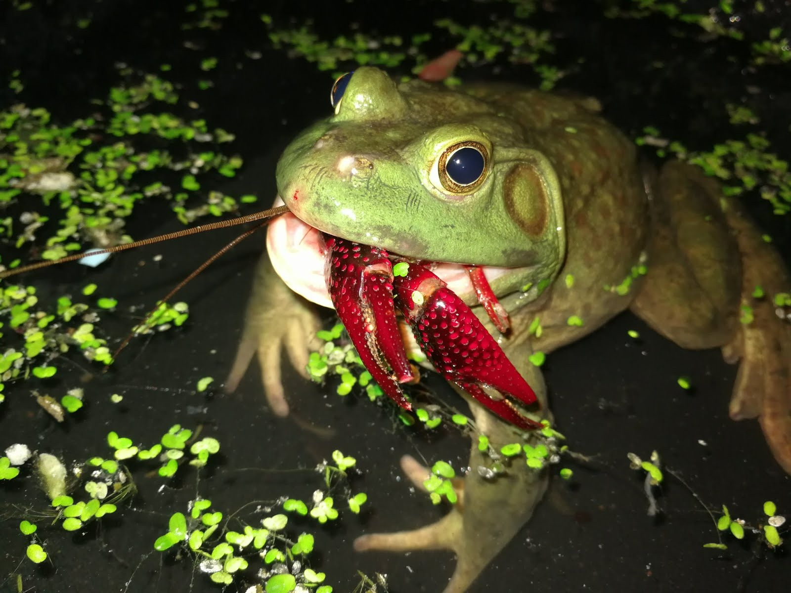 Cơn sốt 300.000 tấn ếch tr&acirc;u tại Trung Quốc v&agrave; ba loại 