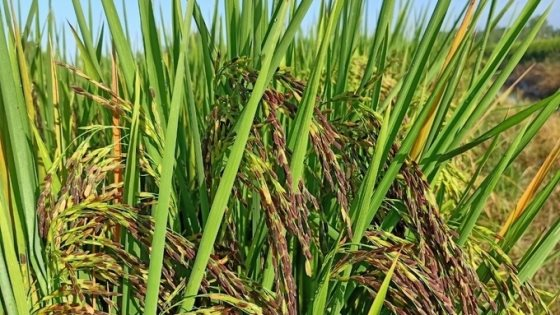 Sau Cuba, Việt Nam tiếp tục đem nhiều loại gạo g&acirc;y sốt sang trồng tại Nam Mỹ, vừa chuyển giao cả giống l&uacute;a lẫn kỹ thuật canh t&aacute;c- Ảnh 1.