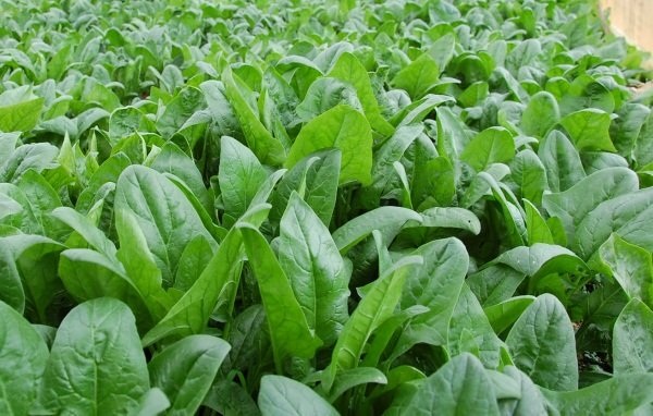 Ng&acirc;m rau c&agrave;ng l&acirc;u c&agrave;ng sạch? Chuy&ecirc;n gia cảnh b&aacute;o: Nhiều gia đ&igrave;nh đang rửa rau sai c&aacute;ch, v&ocirc; t&igrave;nh 