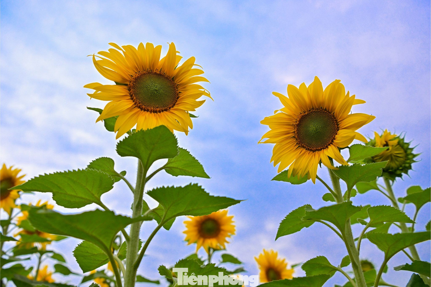 Bạn trẻ check-in &lsquo;biển hoa mặt trời&rsquo; lớn nhất Việt Nam- Ảnh 3.