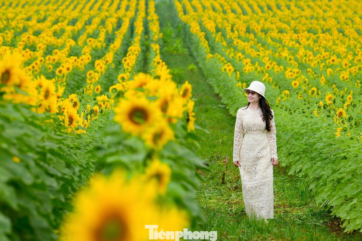 Bạn trẻ check-in &lsquo;biển hoa mặt trời&rsquo; lớn nhất Việt Nam- Ảnh 4.