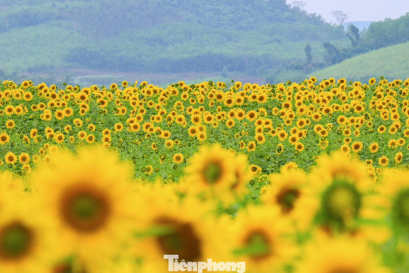 Bạn trẻ check-in &lsquo;biển hoa mặt trời&rsquo; lớn nhất Việt Nam- Ảnh 2.
