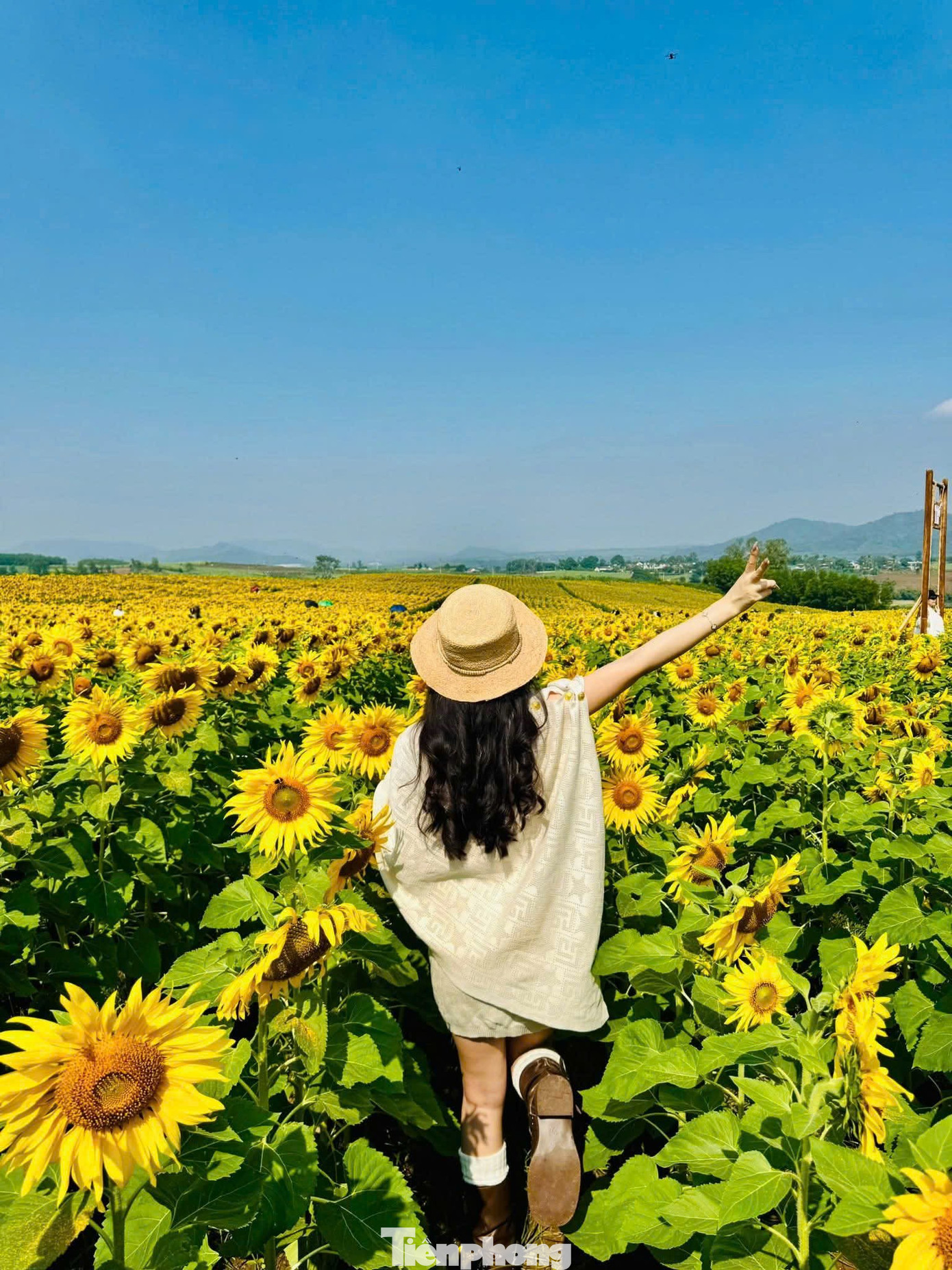 Bạn trẻ check-in &lsquo;biển hoa mặt trời&rsquo; lớn nhất Việt Nam- Ảnh 8.