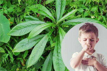 C&ocirc;ng dụng kh&ocirc;ng ngờ từ loại l&aacute; l&agrave; gia vị phổ biến trong bếp người Việt- Ảnh 5.