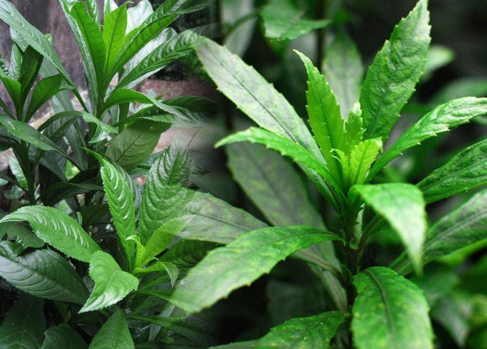 C&ocirc;ng dụng kh&ocirc;ng ngờ từ loại l&aacute; l&agrave; gia vị phổ biến trong bếp người Việt- Ảnh 1.