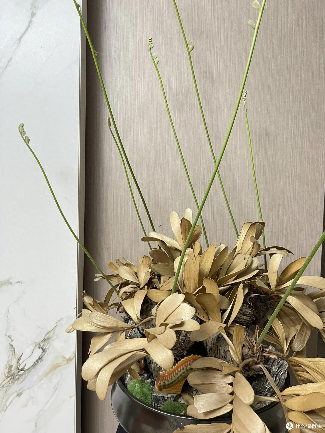 C&agrave;ng để 3 vật n&agrave;y trong nh&agrave;, tiền c&agrave;ng đội n&oacute;n ra đi &ndash; 90% gia đ&igrave;nh mắc m&agrave; kh&ocirc;ng biết- Ảnh 3.