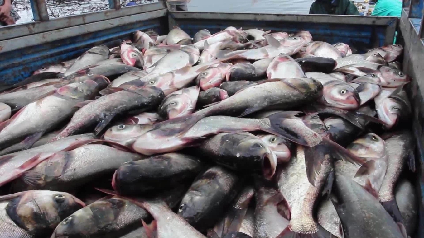 Việt Nam c&oacute; loại c&aacute; b&igrave;nh d&acirc;n, gi&agrave;u omega-3 ngang c&aacute; hồi, rất tốt cho nam giới nhưng hay bị &ldquo;gh&eacute;t bỏ&rdquo;- Ảnh 1.