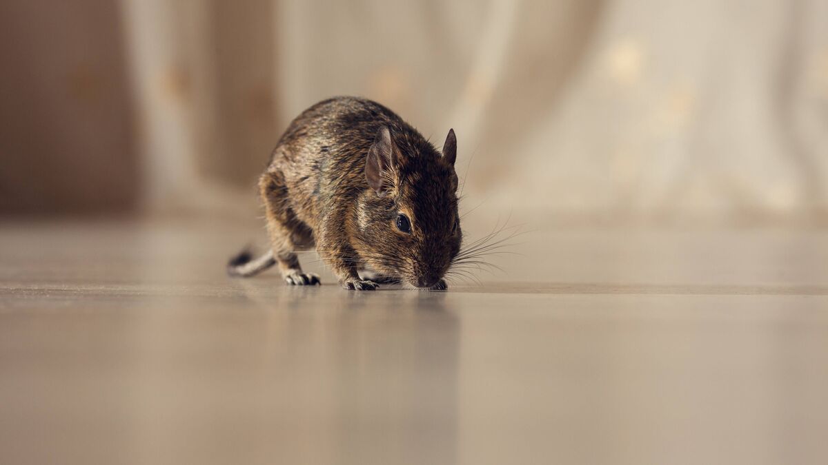 Chuột cực kỳ sợ 4 loại m&ugrave;i n&agrave;y: To&agrave;n những loại quen thuộc tới bất ngờ- Ảnh 1.