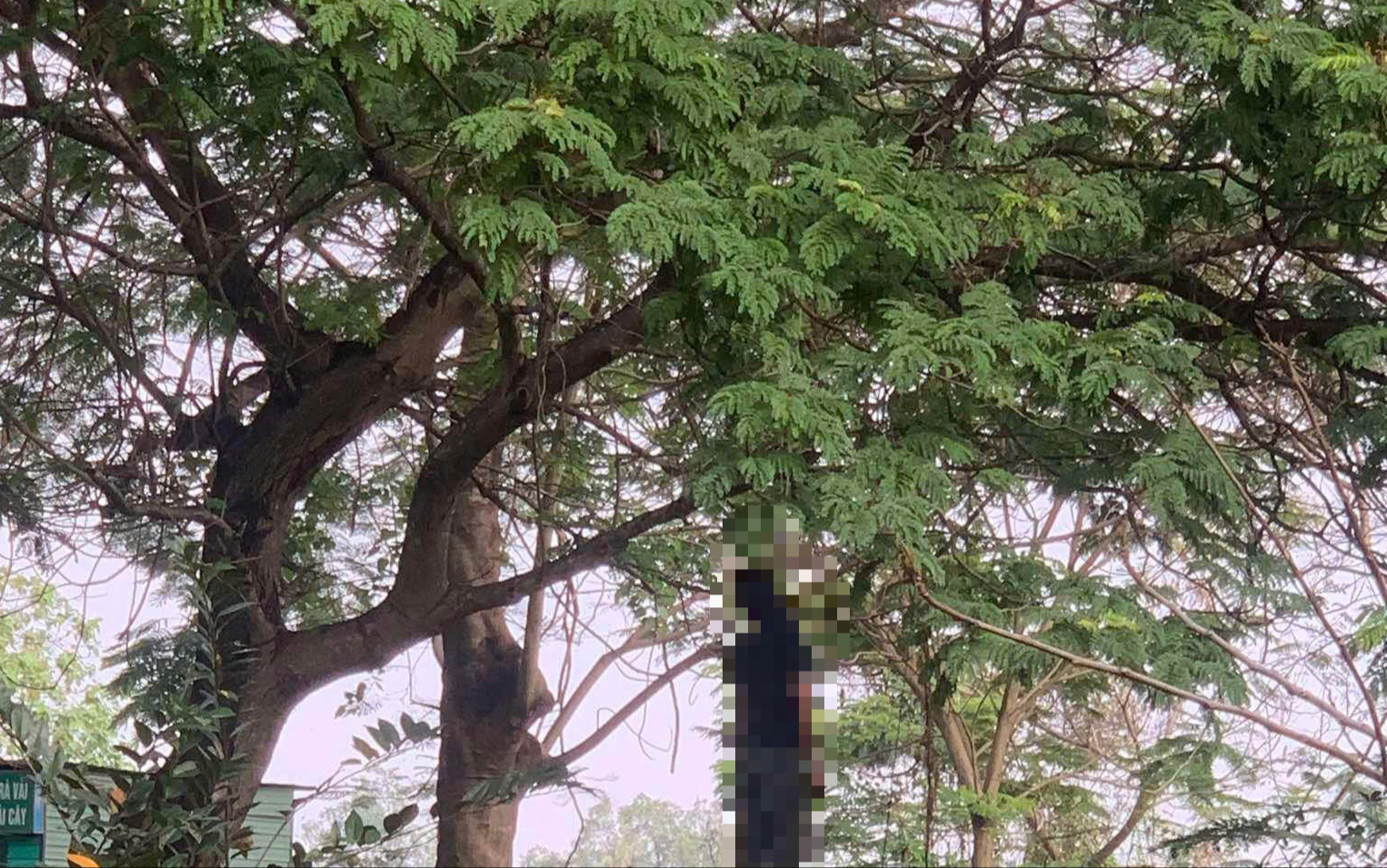 TPHCM: Ph&aacute;t hiện thi thể nam treo lơ lửng tr&ecirc;n c&agrave;nh c&acirc;y- Ảnh 1.