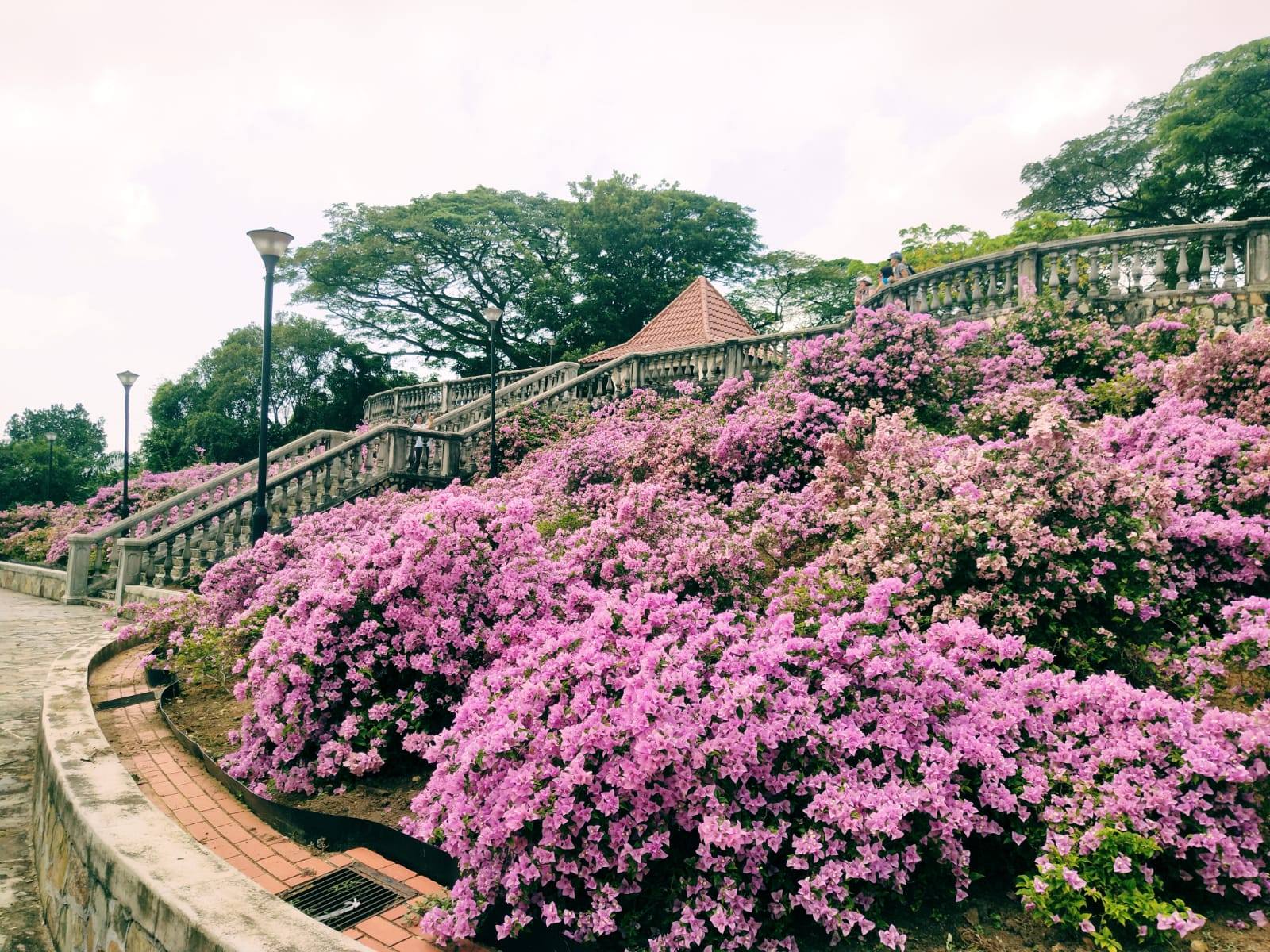 Loại c&acirc;y được Singapore đ&aacute;nh gi&aacute; l&agrave; "c&acirc;y được chọn": Việt Nam trồng từ Bắc tới Nam, đi đ&acirc;u cũng thấy- Ảnh 2.