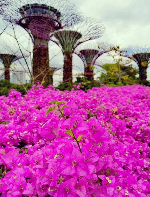 Loại c&acirc;y được Singapore đ&aacute;nh gi&aacute; l&agrave; "c&acirc;y được chọn": Việt Nam trồng từ Bắc tới Nam, đi đ&acirc;u cũng thấy- Ảnh 3.