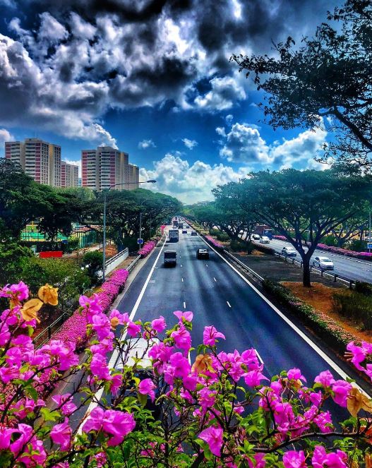 Loại c&acirc;y được Singapore đ&aacute;nh gi&aacute; l&agrave; "c&acirc;y được chọn": Việt Nam trồng từ Bắc tới Nam, đi đ&acirc;u cũng thấy- Ảnh 1.