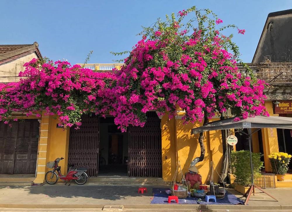 Loại c&acirc;y được Singapore đ&aacute;nh gi&aacute; l&agrave; "c&acirc;y được chọn": Việt Nam trồng từ Bắc tới Nam, đi đ&acirc;u cũng thấy- Ảnh 4.