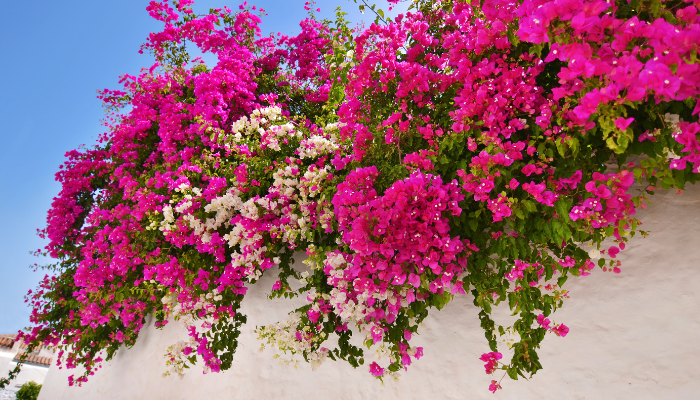 Loại c&acirc;y được Singapore đ&aacute;nh gi&aacute; l&agrave; "c&acirc;y được chọn": Việt Nam trồng từ Bắc tới Nam, đi đ&acirc;u cũng thấy- Ảnh 5.