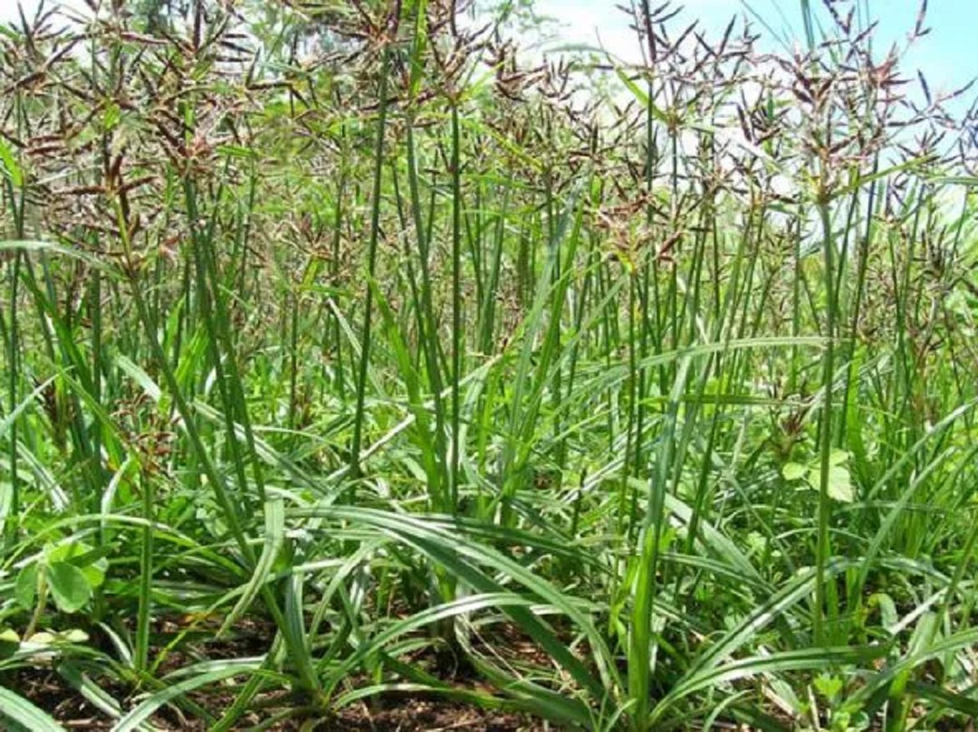 Loại c&acirc;y "kẻ th&ugrave; nh&agrave; n&ocirc;ng" mọc um t&ugrave;m sau mưa kh&ocirc;ng ngờ c&oacute; gi&aacute; 350.000 đồng/kg- Ảnh 2.