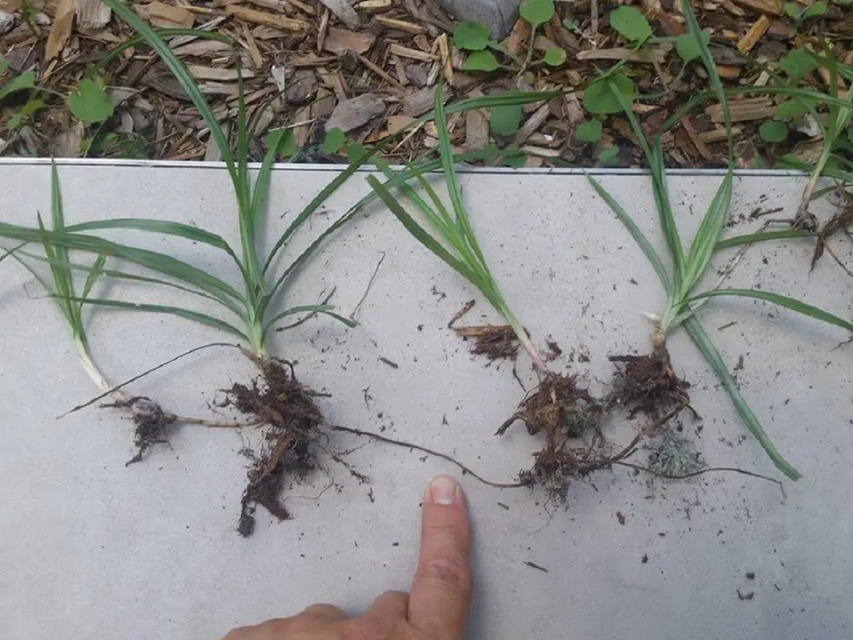 Loại c&acirc;y "kẻ th&ugrave; nh&agrave; n&ocirc;ng" mọc um t&ugrave;m sau mưa kh&ocirc;ng ngờ c&oacute; gi&aacute; 350.000 đồng/kg- Ảnh 1.