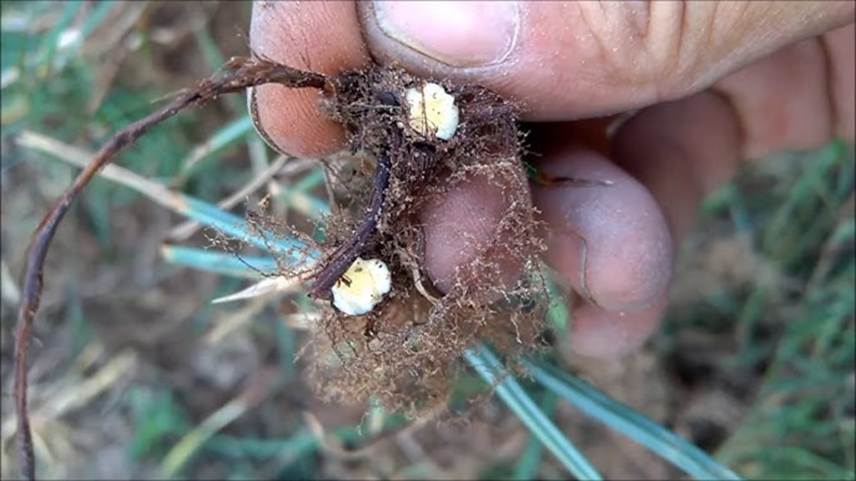 Loại c&acirc;y "kẻ th&ugrave; nh&agrave; n&ocirc;ng" mọc um t&ugrave;m sau mưa kh&ocirc;ng ngờ c&oacute; gi&aacute; 350.000 đồng/kg- Ảnh 3.