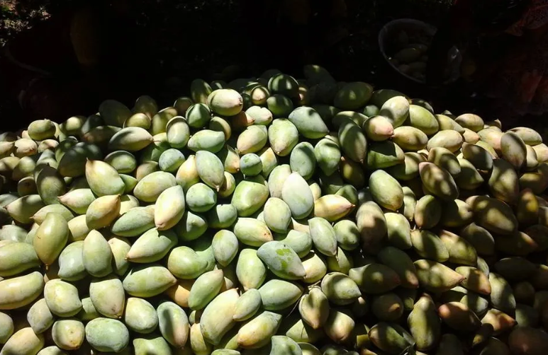 Cựu nh&acirc;n vi&ecirc;n ng&acirc;n h&agrave;ng b&aacute;n nh&agrave; lấy 1,1 tỷ đồng mua mảnh đất hơn 12.000m2 l&agrave;m trang trại để nghỉ hưu: &ldquo;Chỉ kiếm được hơn 176 triệu/năm nhưng t&ocirc;i rất vui&rdquo;- Ảnh 1.