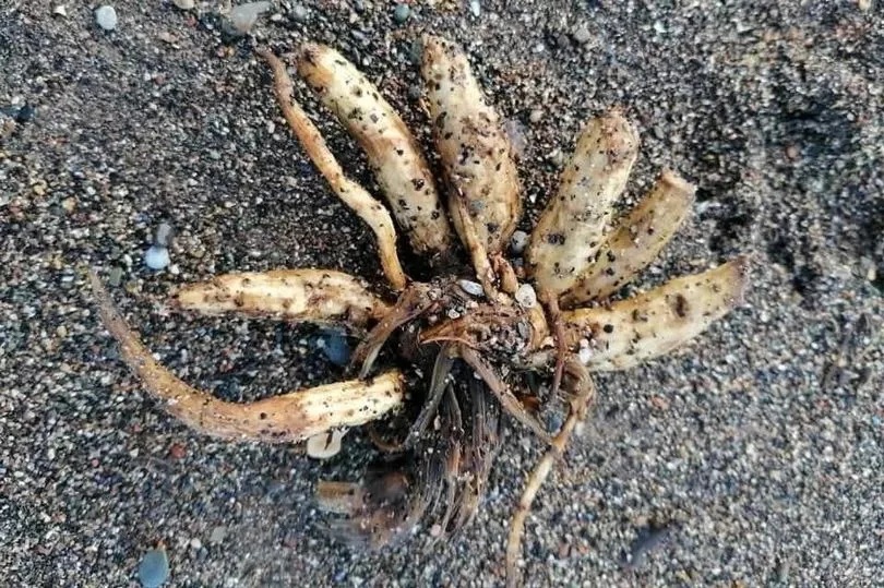 Lo&agrave;i c&acirc;y cực độc tr&ocirc;i dạt v&agrave;o b&atilde;i biển, chuy&ecirc;n gia cảnh b&aacute;o- Ảnh 1.