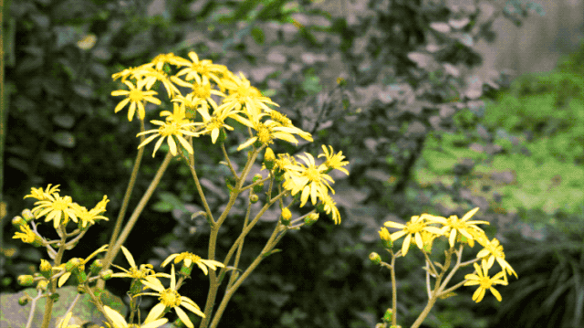 Nam nghệ sĩ x&acirc;y biệt thự ở ẩn, U80 sống &ldquo;lẻ b&oacute;ng&rdquo;: Kh&ocirc;ng nghỉ hưu, thức đến 4h s&aacute;ng l&agrave;m việc vẫn h&agrave;i l&ograve;ng- Ảnh 5.