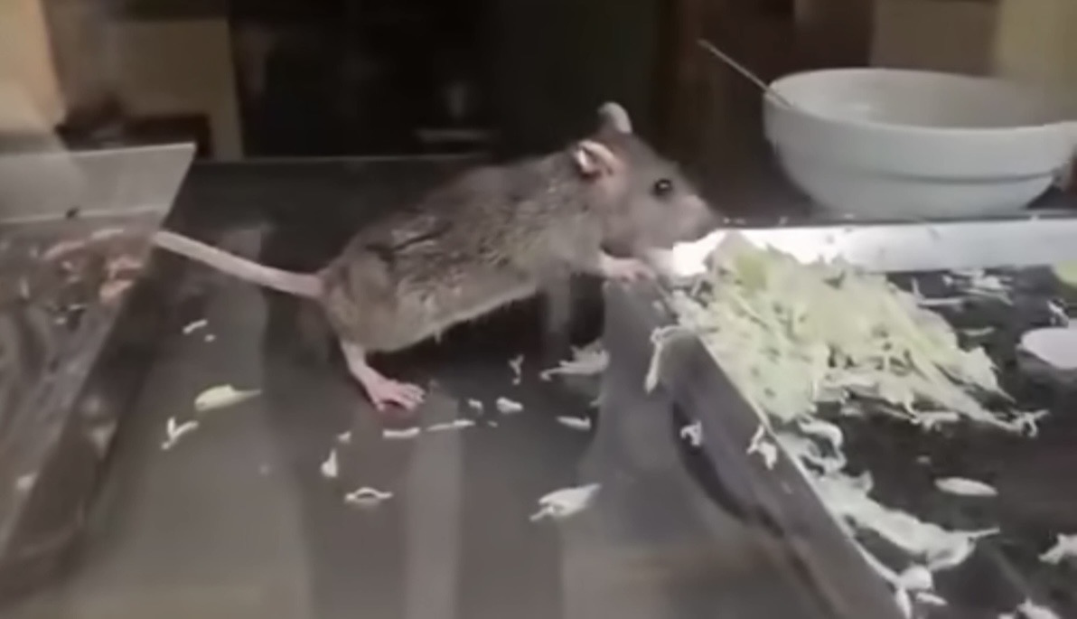 Vụ clip nghi nh&acirc;n vi&ecirc;n bỏ đồ ăn trong miệng v&agrave;o b&aacute;nh mỳ của kh&aacute;ch T&acirc;y ở Ninh B&igrave;nh: Ph&iacute;a qu&aacute;n giải th&iacute;ch- Ảnh 2.