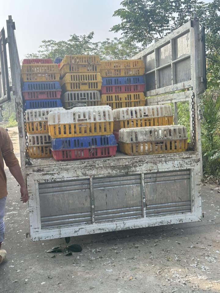 Người đ&agrave;n &ocirc;ng H&agrave; Nội đi mua 600 con vịt về ph&aacute;t cho người lạ mừng "Việt Nam v&ocirc; địch": Phản ứng của vợ thế n&agrave;o?- Ảnh 2.