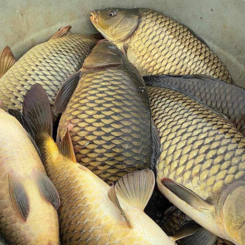 5 loại c&aacute; v&agrave;o "m&ugrave;a v&agrave;ng": Thịt chắc, &iacute;t tanh, ngon nhất chợ- Ảnh 5.