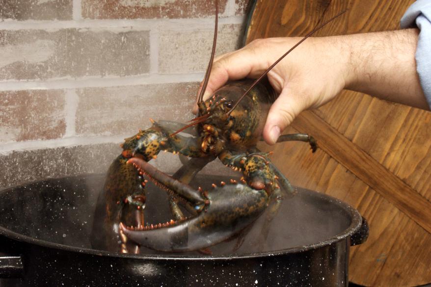 Anh cấm luộc t&ocirc;m h&ugrave;m khi c&ograve;n sống- Ảnh 2.